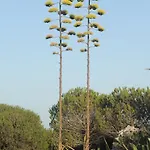 Hébergement de vacances Palme House