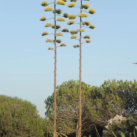 Semesterbostad Palme House
