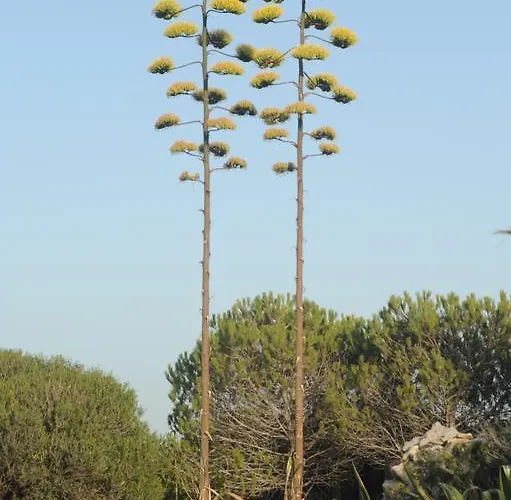 Nyaraló Palme House